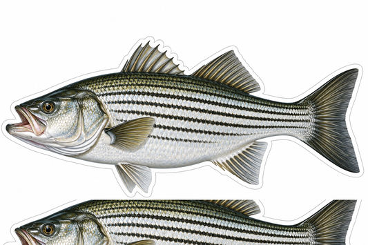 Striped Bass Isometric Boat Sticker Sticker Decal