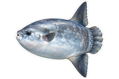 Oval Gray Sunfish with White Spots Art Vinyl Decal Stickers