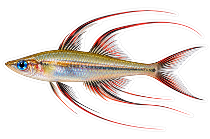 Silver Rainbowfish with Long Red Fins Vinyl Decal Stickers