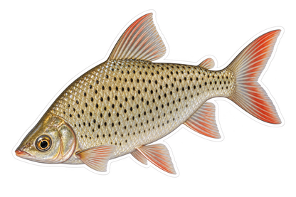 Fine Spotted Fish Red Tail Art Vinyl Decal Stickers