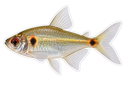 Gold Silver Tetra with Two Black Spots Art Vinyl Decal Stickers