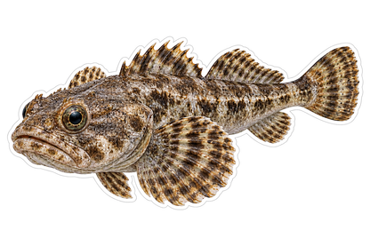 Deepwater Sculpin Art Vinyl Decal Stickers