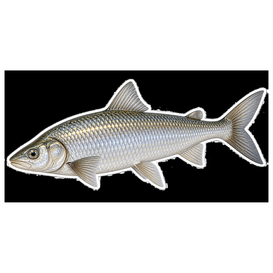 Houting Fish Art Vinyl Decal Stickers