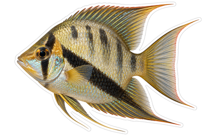 Gold Festive Cichlid with Black Bands Vinyl Decal Stickers