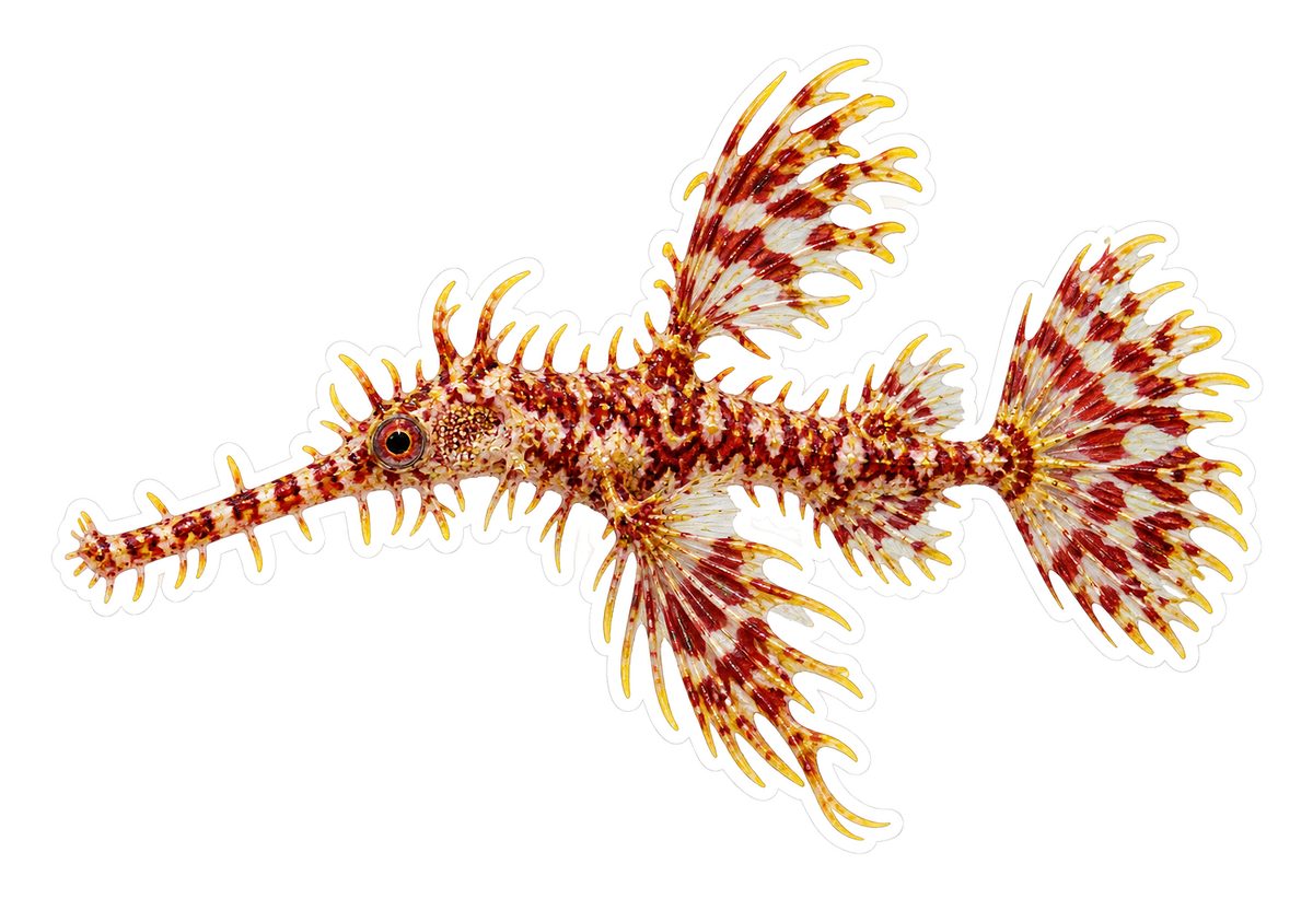 Ornate Ghost Pipefish Art Vinyl Decal Stickers