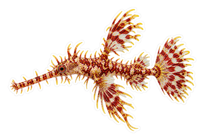 Ornate Ghost Pipefish Art Vinyl Decal Stickers