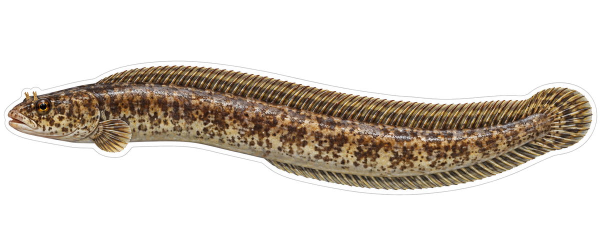 Long Speckled Brown Fish with Rounded Tail Art Vinyl Decal Stickers