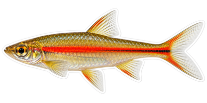 Golden Fish with Long Red Side Line Art Vinyl Decal Stickers