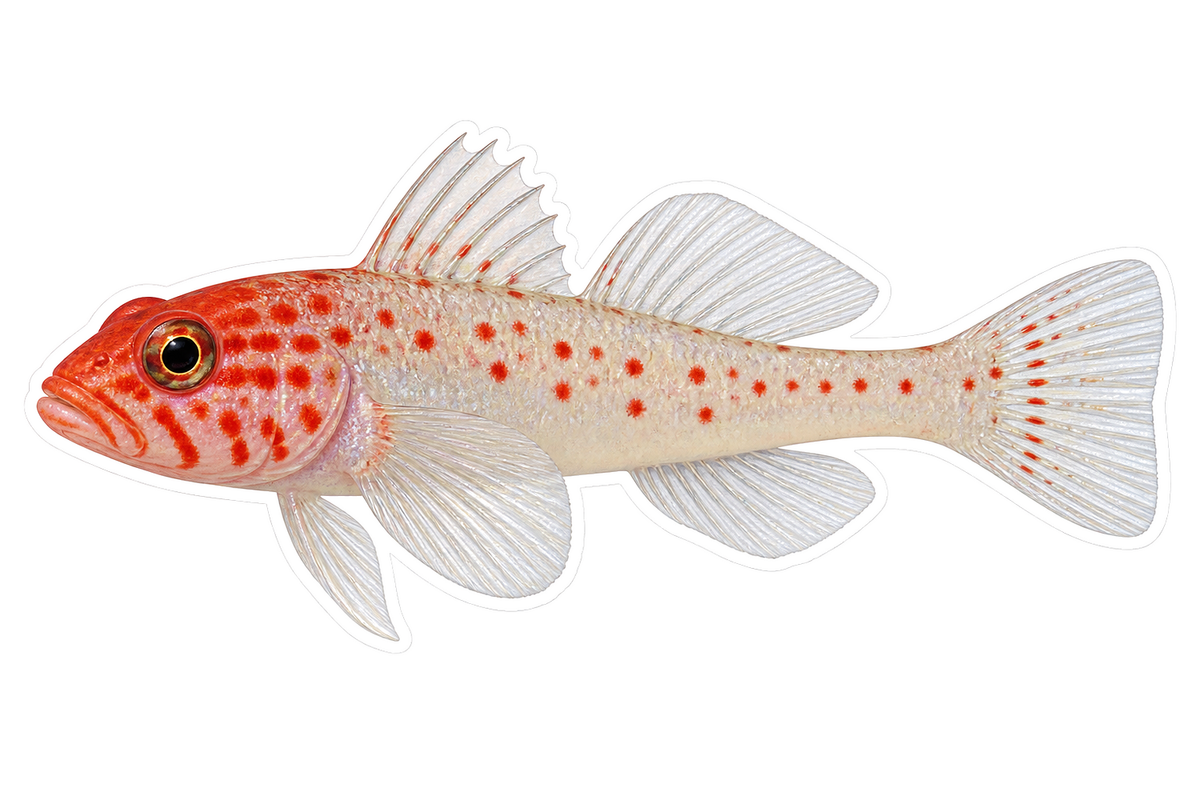 White Red Spotted Goby Fish Art Vinyl Decal Stickers