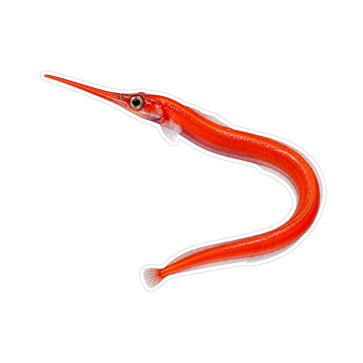 Curved Scarlet Needle Fish with Long Snout Vinyl Decal Stickers