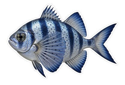 Spotted Fan Fin Man of War Fish Art Vinyl Decal Stickers