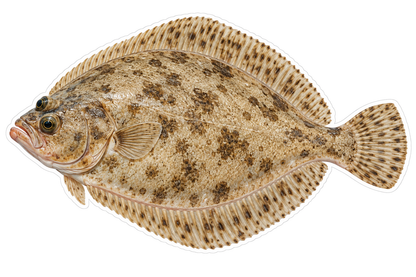 Round Tan Flounder with Mottled Patches Art Vinyl Decal Stickers