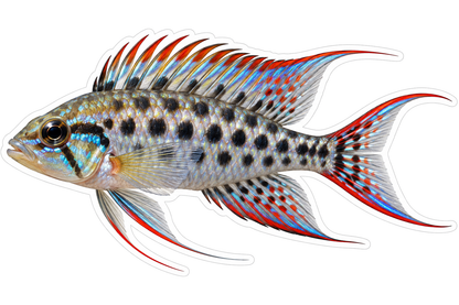 Silver Checkerboard Cichlid with Red Fins Vinyl Decal Stickers