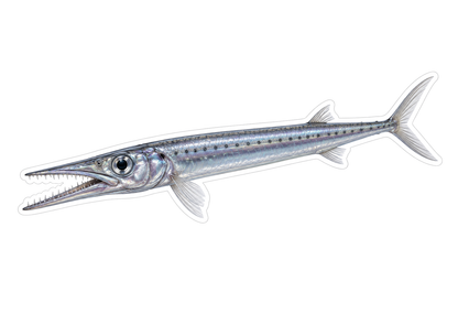 Atlantic Barracudina Art Vinyl Decal Stickers