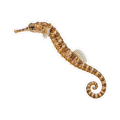 Mottled Brown Seahorse with Curled Tail Vinyl Decal Stickers