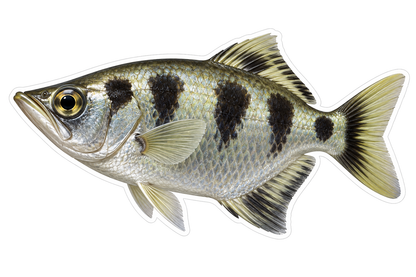 Silver Archerfish with Black Side Patches Art Vinyl Decal Stickers