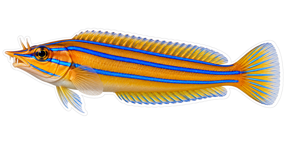 Golden Slender Fish with Bright Blue Stripes Vinyl Decal Stickers