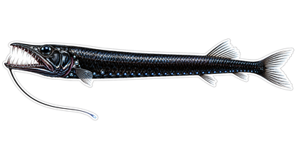 Long Black Fish with Thin Barbel and Teeth Vinyl Decal Stickers