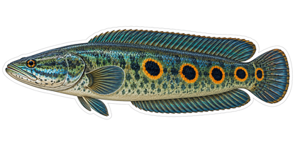 Green Snakehead with Orange Ring Spots Vinyl Decal Stickers