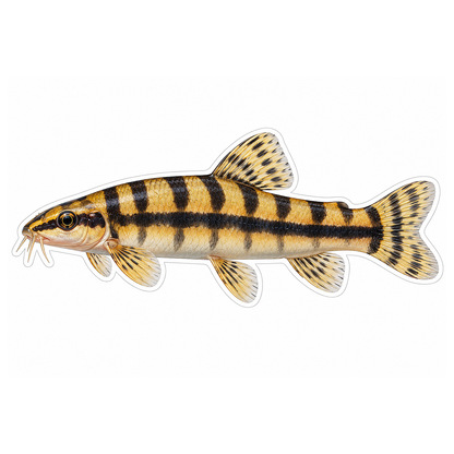 Golden Loach with Black Zebra Bars Vinyl Decal Stickers