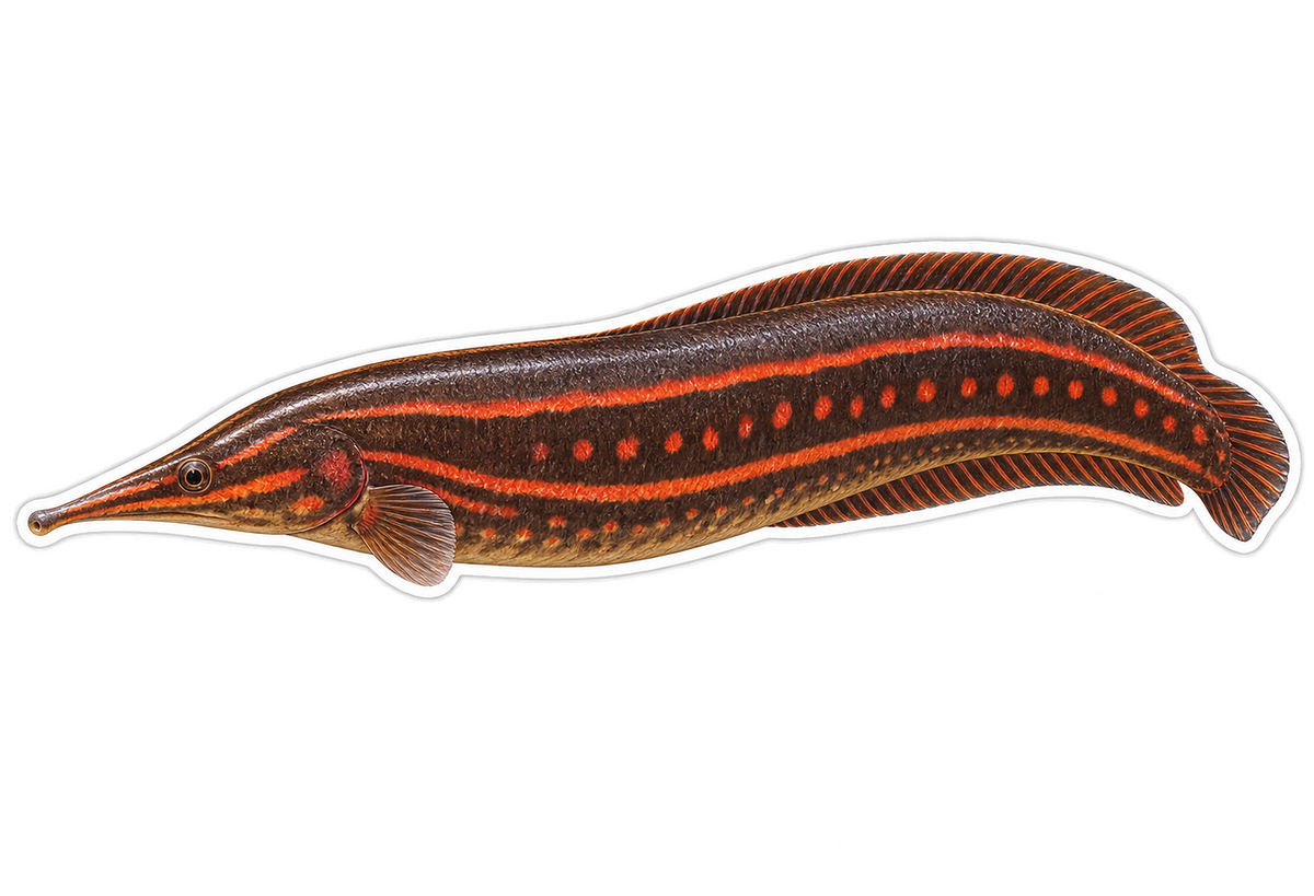 Dark Eel with Red Stripes Art Vinyl Decal Stickers