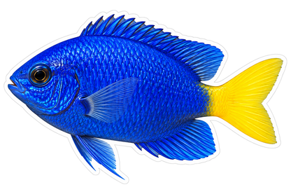 Vivid Blue Damselfish with Yellow Tail Vinyl Decal Stickers