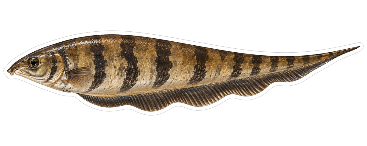 Brown Striped Banded Knifefish Vinyl Decal Stickers
