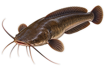 Broad Brown Catfish with Long Pale Whiskers Vinyl Decal Stickers