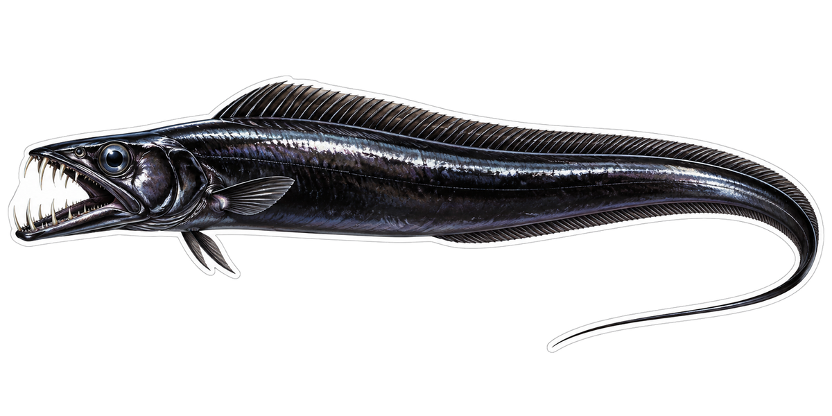 Black Fanged Ribbon Fish with Curved Tail Art Vinyl Decal Stickers