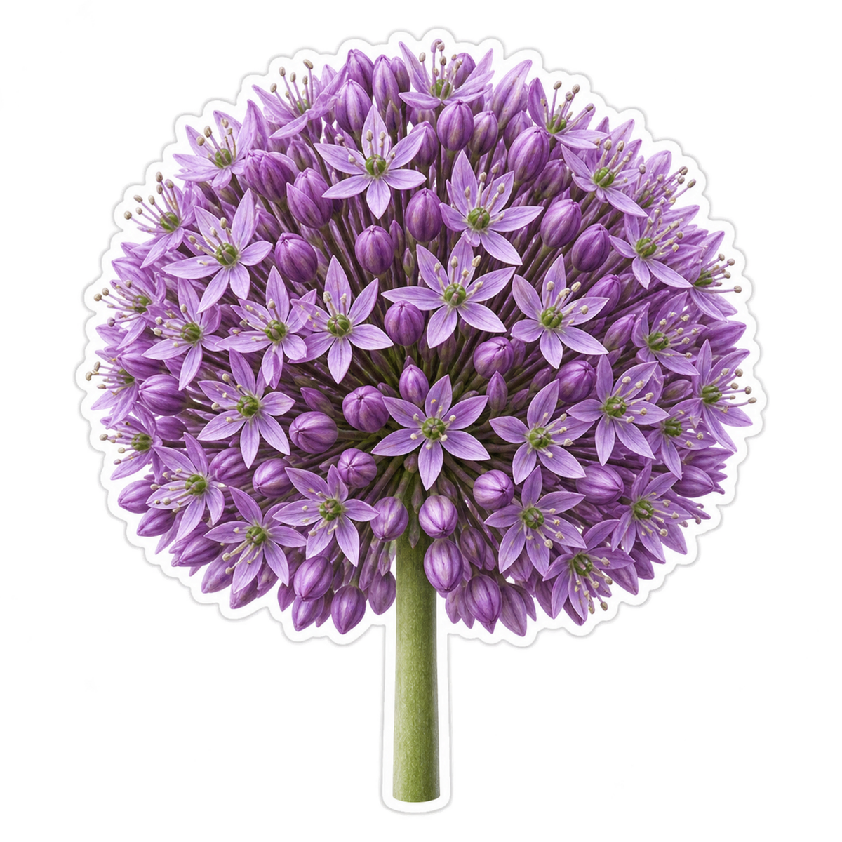 Purple Allium Flower Sphere Art Vinyl Decal Stickers