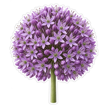 Purple Allium Flower Sphere Art Vinyl Decal Stickers