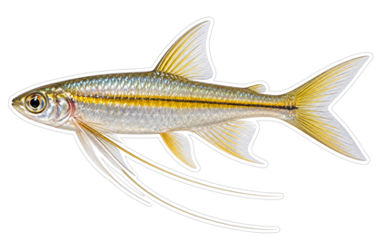 Silver Fish with Gold Line and Trailing Fins Art Vinyl Decal Stickers