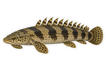 Brown Banded Saddled Bichir Vinyl Decal Stickers