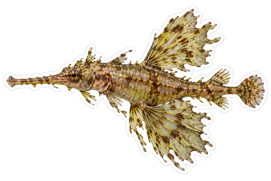 Leafy Brown Ghost Pipefish with Wide Fins Art Vinyl Decal Stickers