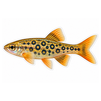 Golden Danio with Black Ring Spots Art Vinyl Decal Stickers