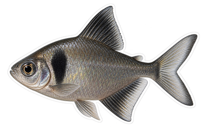 Silver Fish with Black Shoulder Art Vinyl Decal Stickers