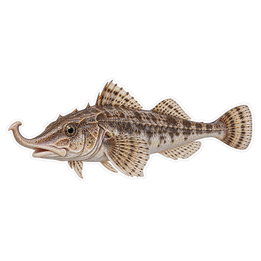 Hooknose Fish Art Vinyl Decal Stickers