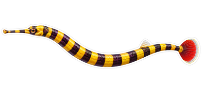 Purple Yellow Banded Long Fish with Red Tail Vinyl Decal Stickers