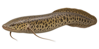 Brown Spotted Slender Finned Fish Art Vinyl Decal Stickers