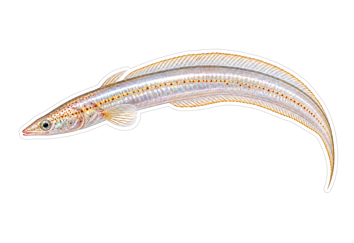 Pearlfish Art Vinyl Decal Stickers