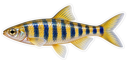 Golden Danio with Blue Vertical Bars Vinyl Decal Stickers