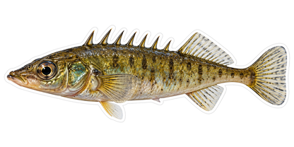 Olive Ninespine Stickleback Fish Vinyl Decal Stickers