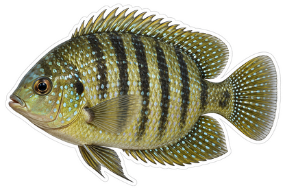 Green Pearlspot Fish with Dark Stripes Art Vinyl Decal Stickers