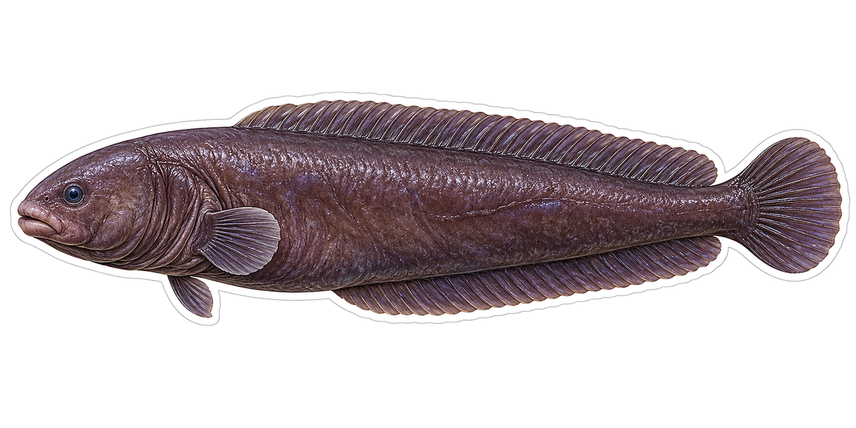 Purple Ragfish Long Fins Art Vinyl Decal Stickers