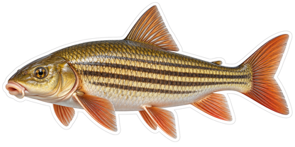 Gold Striped Fish with Orange Fins Art Vinyl Decal Stickers