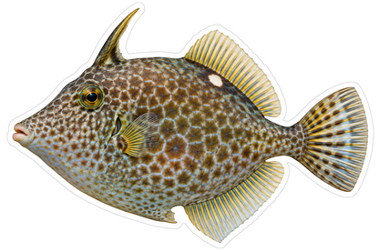 Honeycomb Pattern Filefish Side Profile Vinyl Decal Stickers