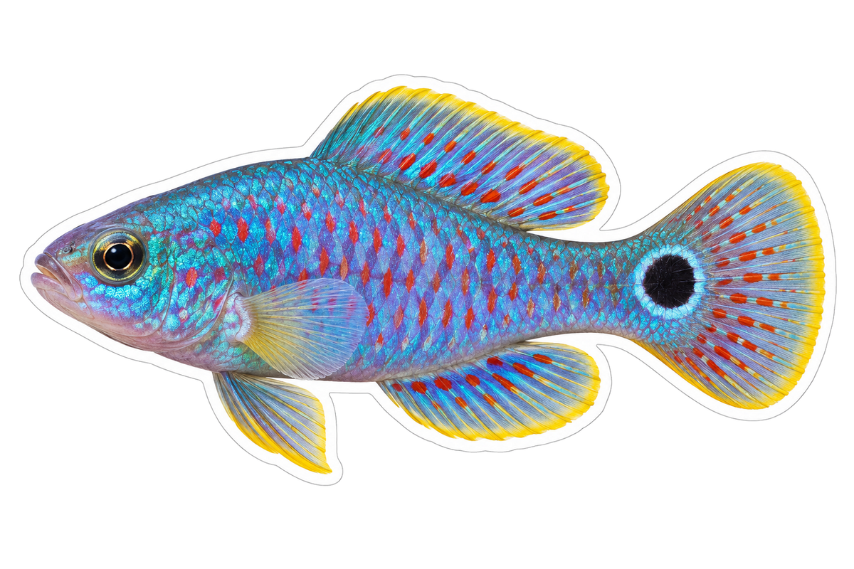 Blue Red Spotted Peacock Gudgeon Vinyl Decal Stickers