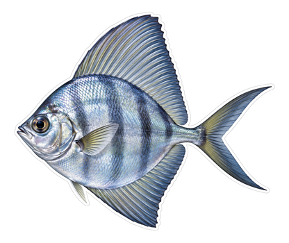 Sailfin Moonfish Art Vinyl Decal Stickers