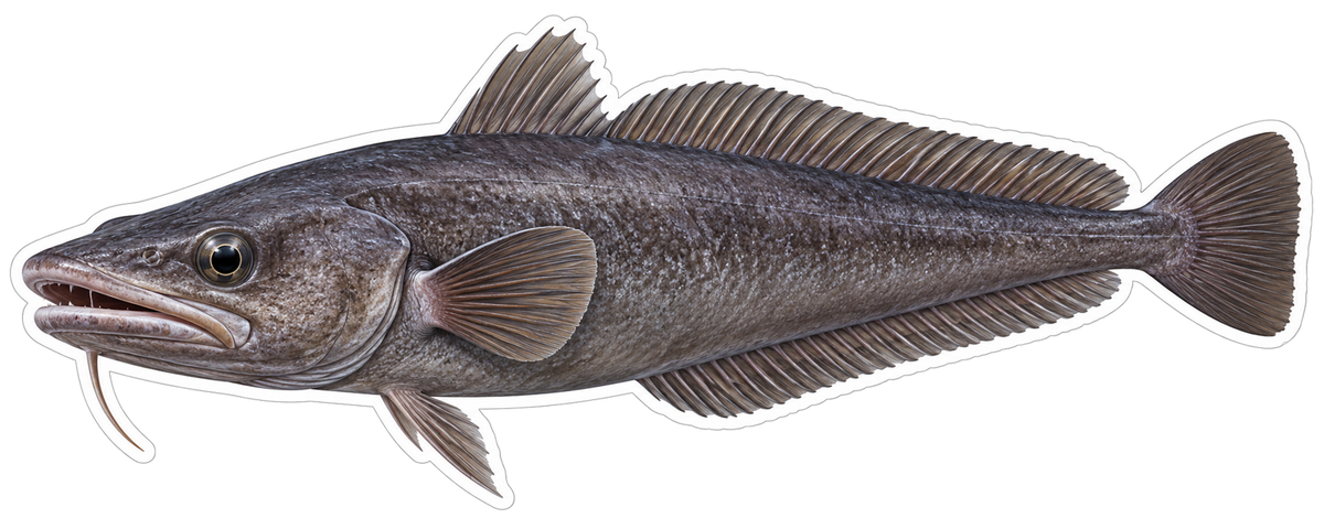 Dark Gray Fish with Chin Barbel Art Vinyl Decal Stickers