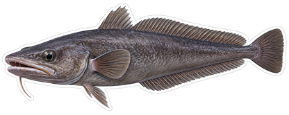 Dark Gray Fish with Chin Barbel Art Vinyl Decal Stickers